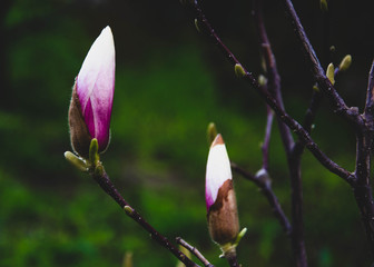 magnolia