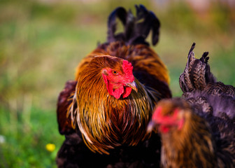 Free range chicken on a traditional poultry farm