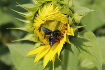 carpenter bee on sunflower