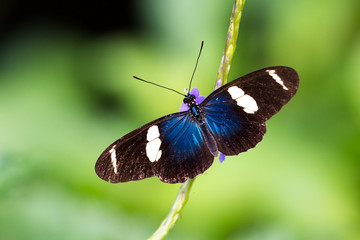 A Sara Longwing butterfly perches on a Vervain branch.