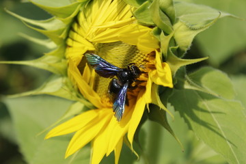 bee on yellow flower