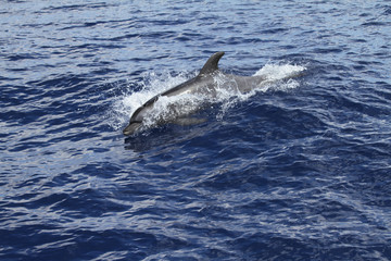 Delfin im Sprung aus dem Meer in der Nahaufnahme