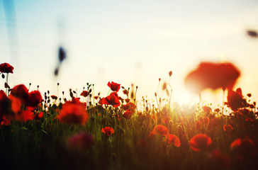 Fototapeta na wymiar Beautiful field of red poppies in the sunset light
