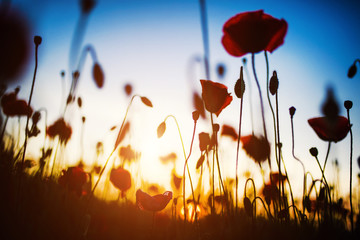Beautiful field of red poppies in the sunset light