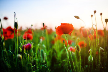 Obraz premium Beautiful field of red poppies in the sunset light