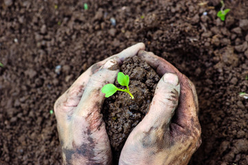 Gardener hands preparing soil for seedling in ground