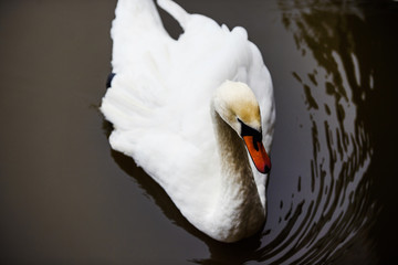 Beautiful young swans in lake