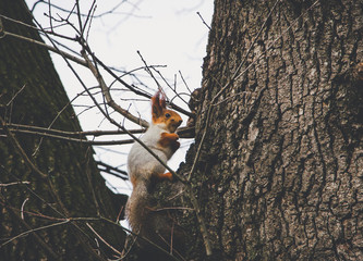 squirrel on tree