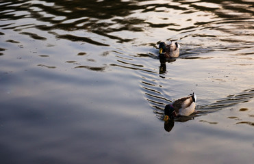 two wild ducks floating on the lake