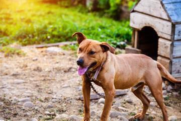 Happy Pit Bull Terrier. Smiling dog. Best friend
