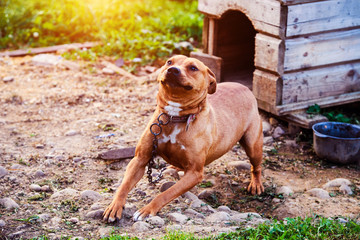 Happy Pit Bull Terrier. Smiling dog. Best friend