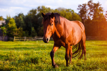 Portrait of beautiful horse in summer