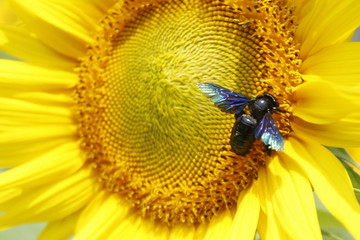 bee on sunflower