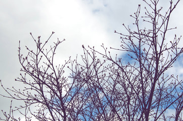 silhouette of a tree