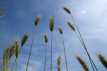 Paesaggio di primavera