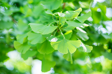 leaves of Ginkgo Biloba. Closeup