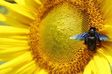 Close up of Tropical carpenter bee on yellow blooming sunflower