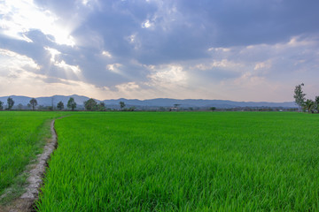 Landscape of Green rice field  with mountain on background