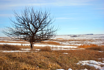Apple tree without leaves on the snowy hill with dry grass, winter landscape, blue cloudy sky background
