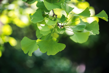 Fresh Ginkgo Biloba Leaves, Closeup