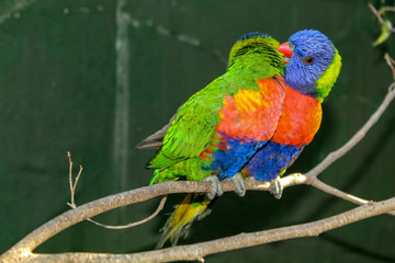 colorful parrot on a branch