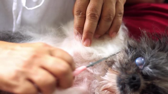 The old Shih Tzu dog sleeping, hand holding comb combing hair dog. Old Shih Tzu dog so happiness with combing and cutting hair. Animal friendly concept. Clip in 4K