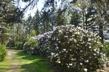 Rhododendren blühen im Park am Waldrand