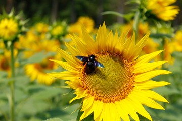 Bee collecting pollen from a blossom of a sunflower.