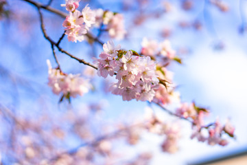 Beautiful cherry blossom sakura in spring time over blue sky. 