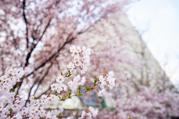 Sakura flowers blooming. Beautiful pink and white cherry blossom. Cherry Blossom is known as Sakura in Japanese.