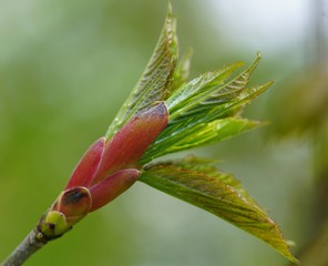 young leaf bud in spring