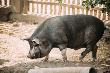 Funny Household A Large Black Pig Walking In Farm Yard Barnyard. Pig Farming