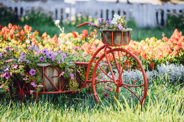 Decorative Retro Vintage Model Bicycle Equipped Basket Flowers Garden. Summer Flower Bed With Petunias.