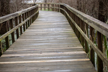 Fototapeta premium Nature Walkway