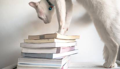 Overlapping  books there is a white cat standing nearby. Concept Learning our pets.