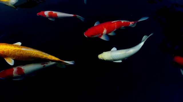 Koi swimming in a water garden,fancy carp fish,koi fishes,Koi Fish swim in pond.Isolate background is black.Fancy Carp or Koi Fish are red,orange