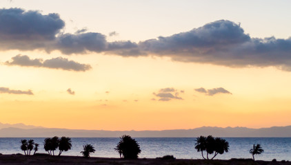 sunrise landscape Red Sea coast with a silhouette of palm trees and sky with clouds in Egypt