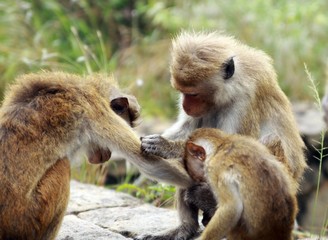 Close up of toque macaque monkey (Macaca sinica) family in Sri Lanka caring and delousing their bodies