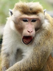 Close up of tired yawning toque macaque monkey (Macaca sinica), Sri Lanka