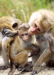 Fototapeta premium Close up of toque macaque monkey (Macaca sinica) family - Mother and father caressing their child, Sri Lanka