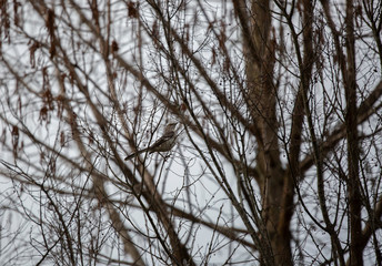 Northern Mockingbird