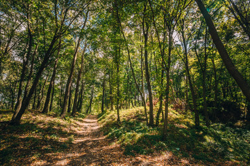Sunlight In Deciduous Forest, Summer Nature Landscape. Lane Path Pathway Way in Sunny Forest