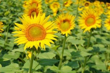 field of sunflowers