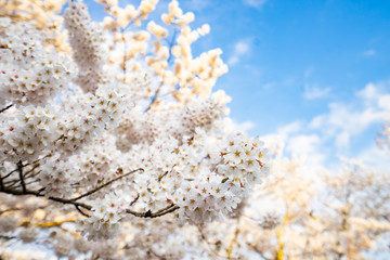 Sakura flowers blooming. Beautiful pink and white cherry blossom. Cherry Blossom is known as Sakura in Japanese.