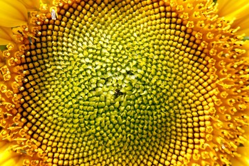 Abstract Bacground, Macro image of a sunflower
