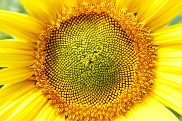 Abstract Bacground, Macro image of a sunflower