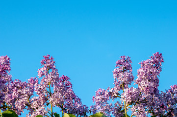 Spring blossoms lilac against the blue sky