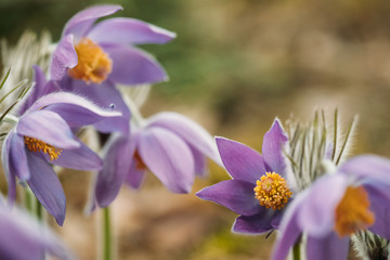 Belarus. Beautiful Wild Spring Flowers Pulsatilla Patens. Flowering Blooming Plant In Family Ranunculaceae, Native To Europe, Russia, Mongolia, China, Canada And United States