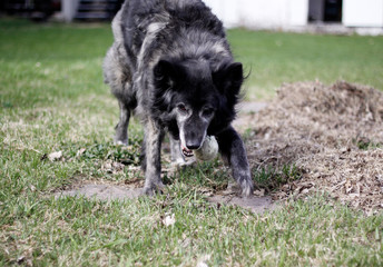 chien