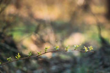 Young Spring Green Leaf Leaves Growing In Branch Of Forest Bush Plant Tree. Young Leaf On Boke Bokeh Natural Blurred Background